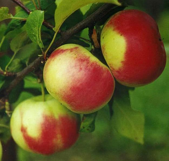 Яблоня домашняя