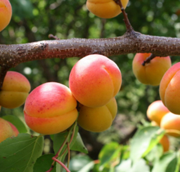 Абрикос 'Чемпион севера'