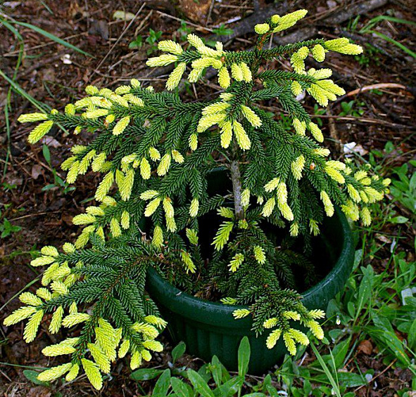 Ель восточная Ауреоспиката (Aureospicata)