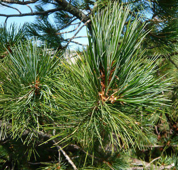 Сосна кедровая европейская