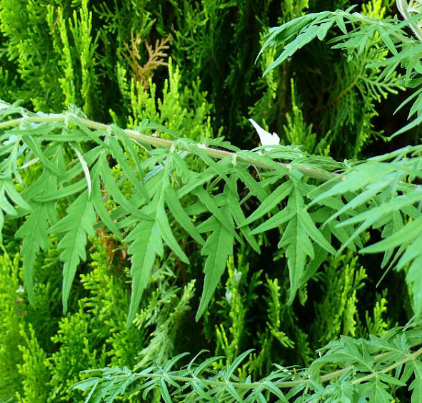 Сумах пушистый (уксусное дерево) 'Диссекта'