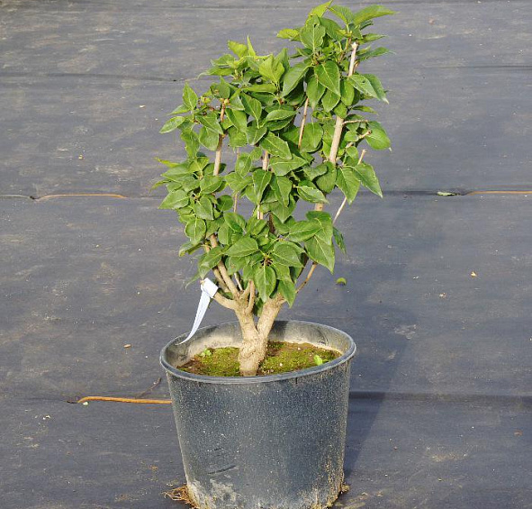 Сирень обыкновенная 'Сувенир Алисы Хардинг' (белая)