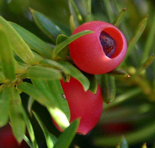 Тис ягодный (Taxus baccata)