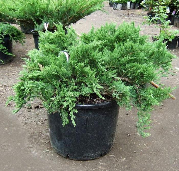 Можжевельник казацкий 'Тамарисцифолия'