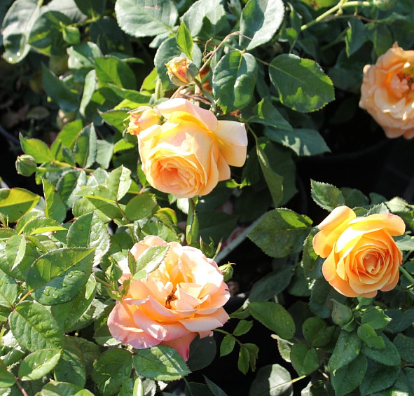 Роза 'Ла Палма' (чайно-гибридная) (персиково - розовая)