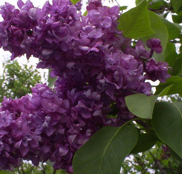 Сирень махровая