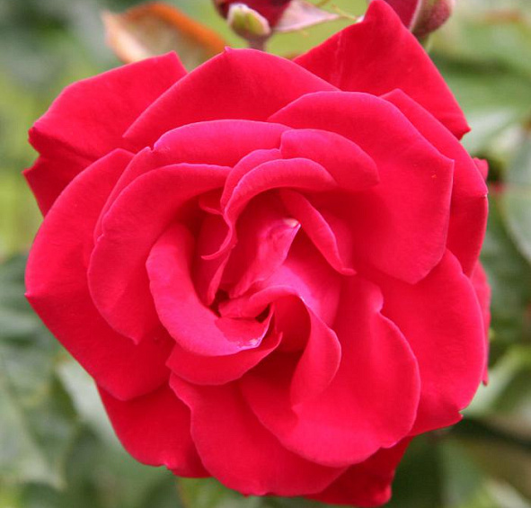 Роза 'Гранд Отель' (плетистая) (красная)