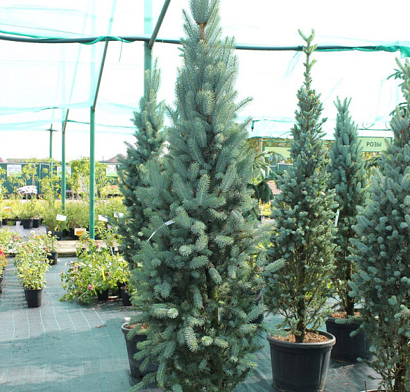 Ель колючая 'Исели Фастигиата'