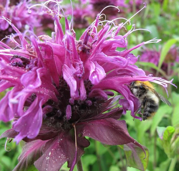 Монарда Бьюти оф Кобхэм