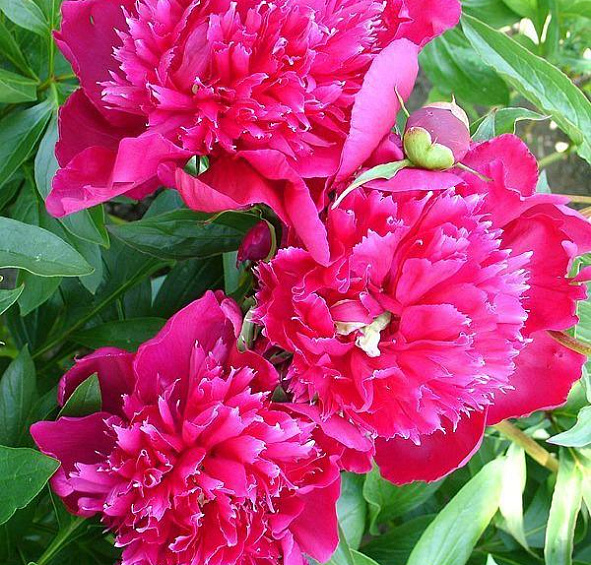 Пион Институтьер Дориа