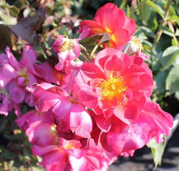 Роза 'Синко де Майо' (флорибунда) (винно - красная)