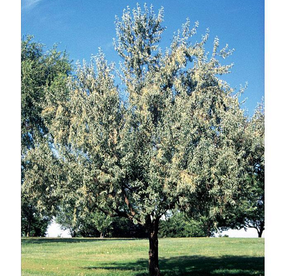 Лох узколистный (маслина)