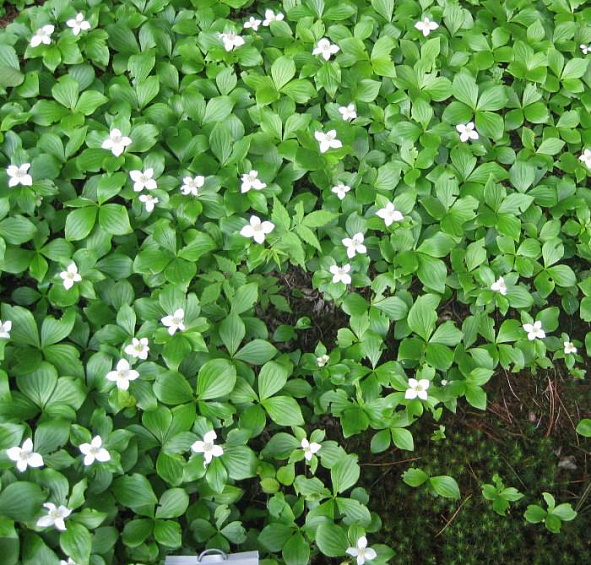 Дерен канадский