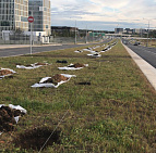 Благоустройство дорожного участка в посёлке Комунарка – Южный Озелеленение Комунарка