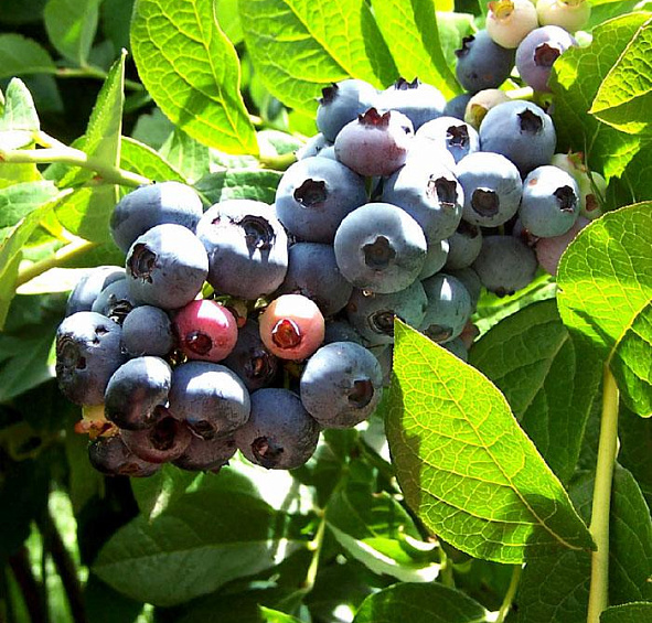 Голубика 'Ранкокас'