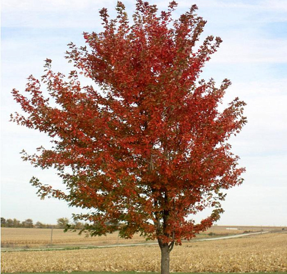 Клен гиннала