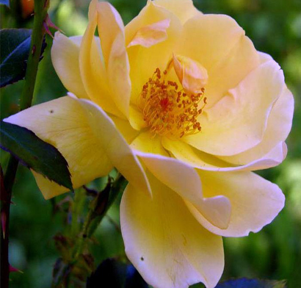 Роза Амбер Сан (Amber Sun)