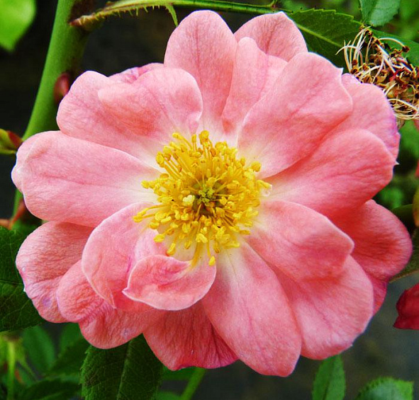 Роза Ферди (Ferdy)