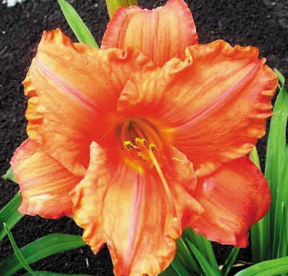 Лилейник гибридный 'Саут Сиз'