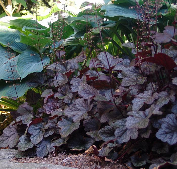 Гейхера гибридная 'Обсидиан'