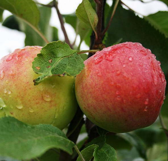 Яблоня домашняя 'Мантет'