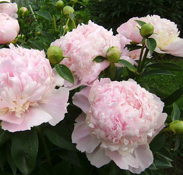 Пион Свит Сикстин (Sweet Sixteen)