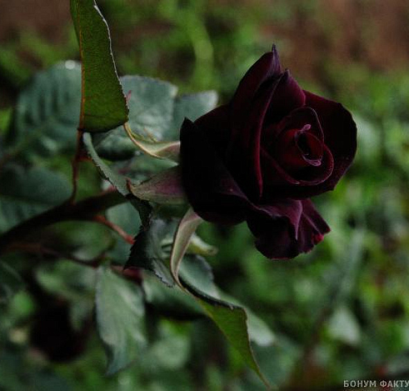 Роза 'Блэк Баккара' (чайно-гибридная) (темно-бордовая)