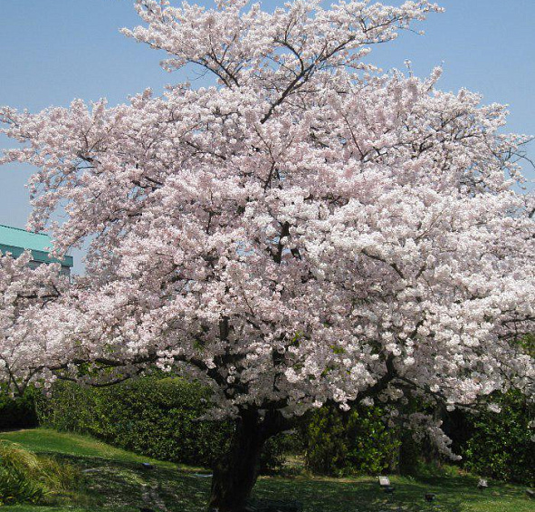 Вишня обыкновенная