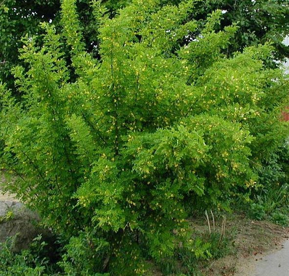 Акация (карагана) древовидная