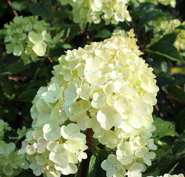 Гортензия метельчатая 'Ванилла Фрейз'