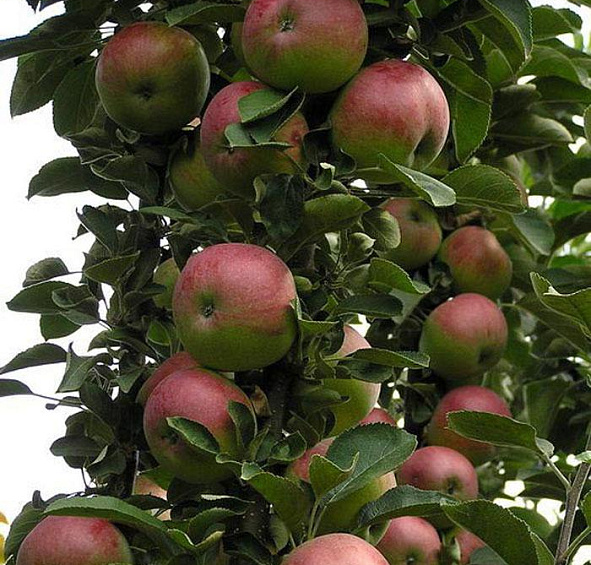 Яблоня Арбат (колоновидная)