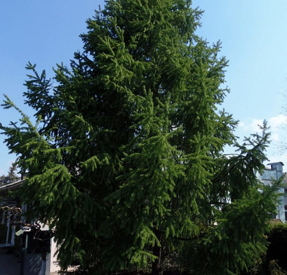 Лиственница сибирская