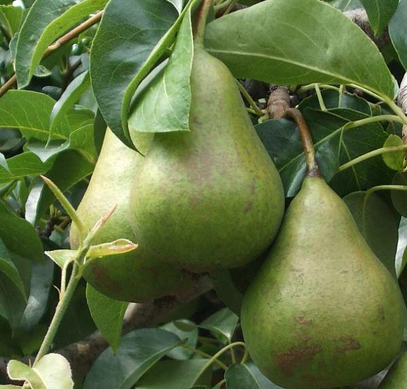 Груша Подарок к столетию Мичурина