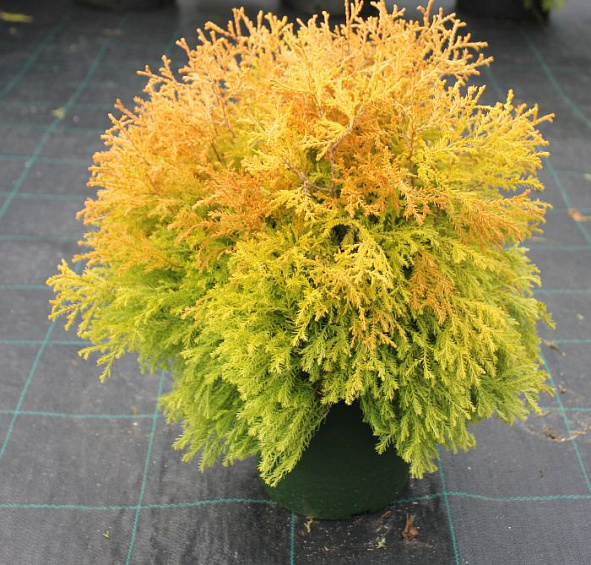 Туя западная 'Фаер Чиф'