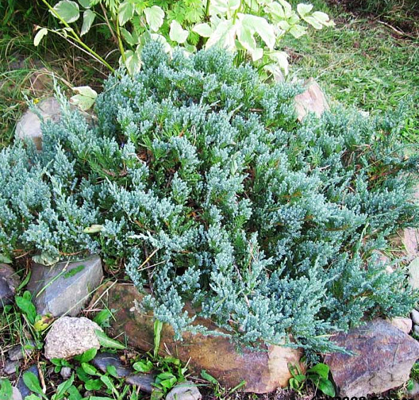 Можжевельник горизонтальный 'Блу Чип'