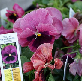 Виола Виттрока 'Инспайр Кармин Блоч' (темно-розовая с темным глазком)