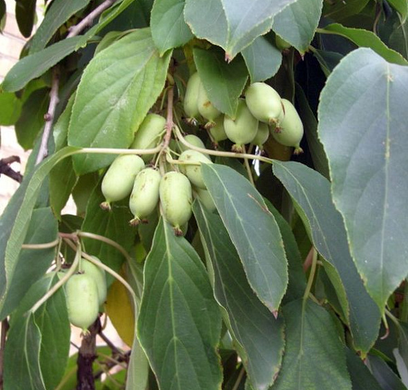 Актинидия Коломикта 'Длиннокистистная'