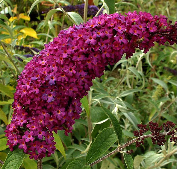 Буддлея Давида 'Роял Ред'