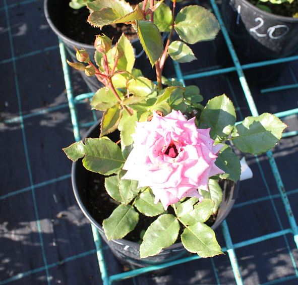  Роза Барбадос (Barbados)