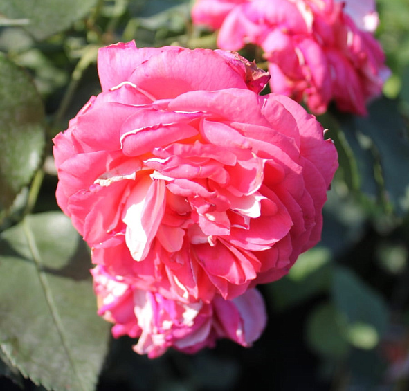 Роза 'Зоммерзонне' (флорибунда) (коралово - красная)