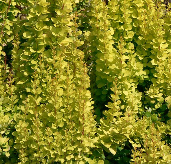 Барбарис вильсона Марианна (Marianne)