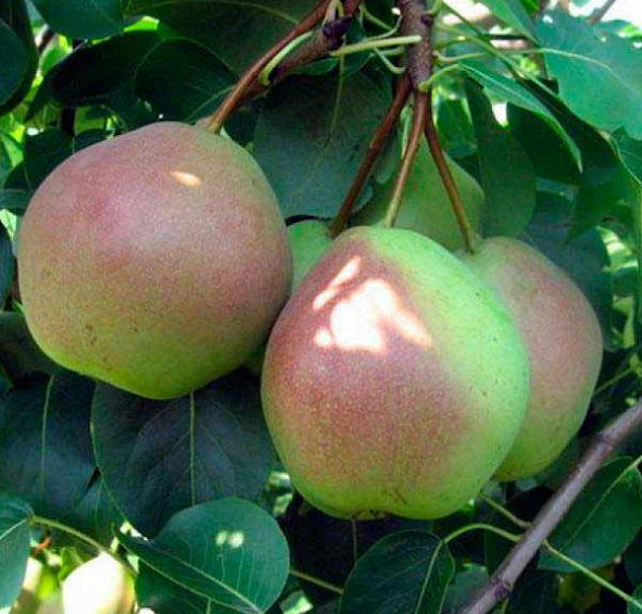 Груша Россошанская красивая