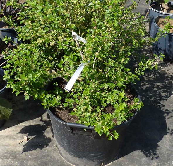 Смородина альпийская 'Шмидт'