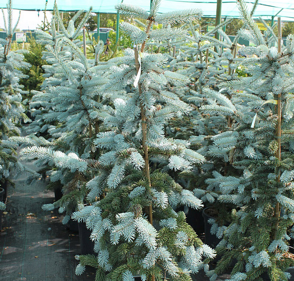 Ель колючая 'Хупси'