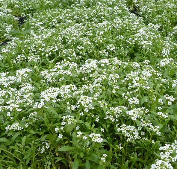 Алиссум Морской Исте Боннет белый