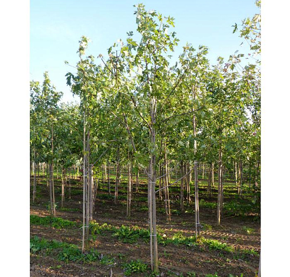 Клен сахарный (серебристый)