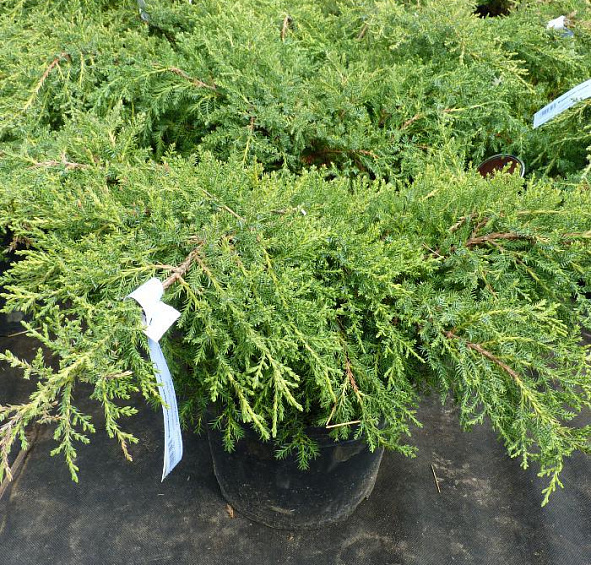 Можжевельник пфитцериана 'Голд Стар'