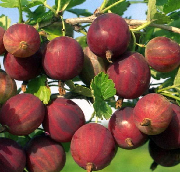 Крыжовник 'Красноплодный'