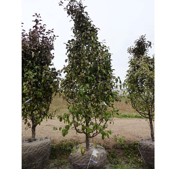 Яблоня домашняя 'Лобо'