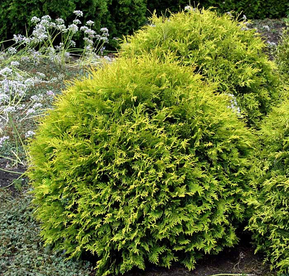 Туя западная 'Голден Глоб'